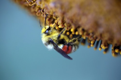 An orange-belted bumble bee — the City of Brandon's official mascot — is covered with pollen while checking out an orange sunflower in a city yard on 15th Street on Wednesday afternoon. (Matt Goerzen/The Brandon Sun)