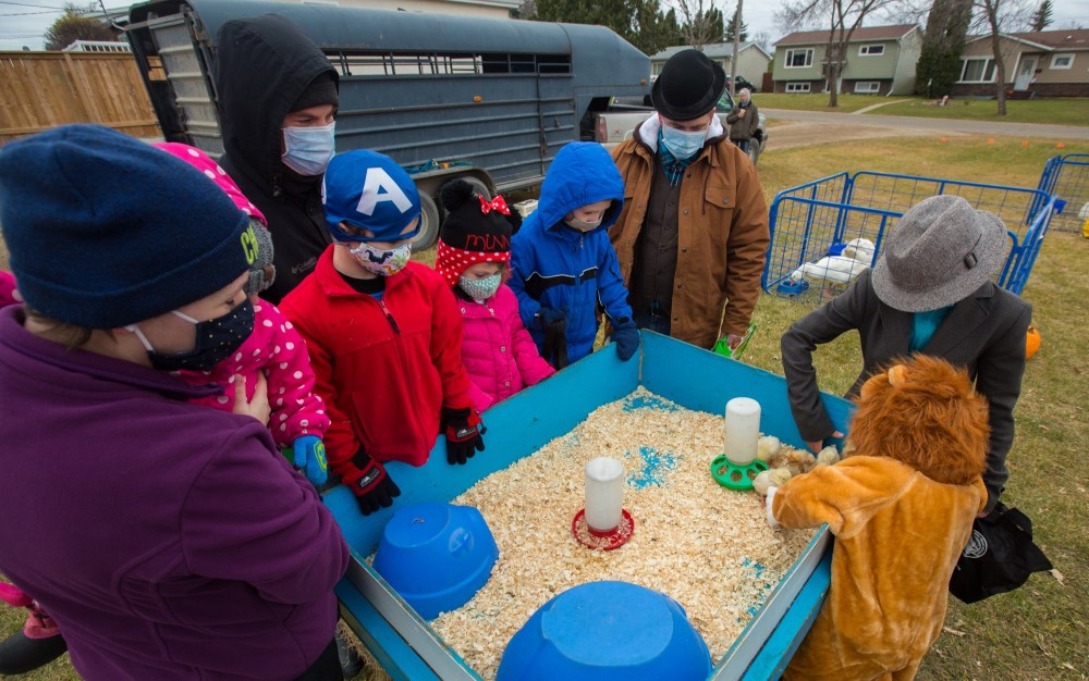Guests visit chicks at the Calvary Temple Halloween Fun Stop Sunday. The event celebrated the spooky season with candy, games, a petting zoo and free barbecue.(Chelsea Kemp/The Brandon Sun)