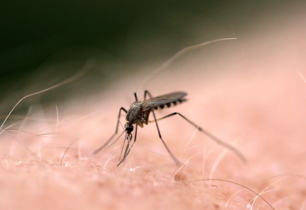 A female mosquito plunges its sharp proboscis into a human arm on Friday afternoon. The City of Brandon plans to fog for mosquitos today and Thursday. (FILE/The Brandon Sun)