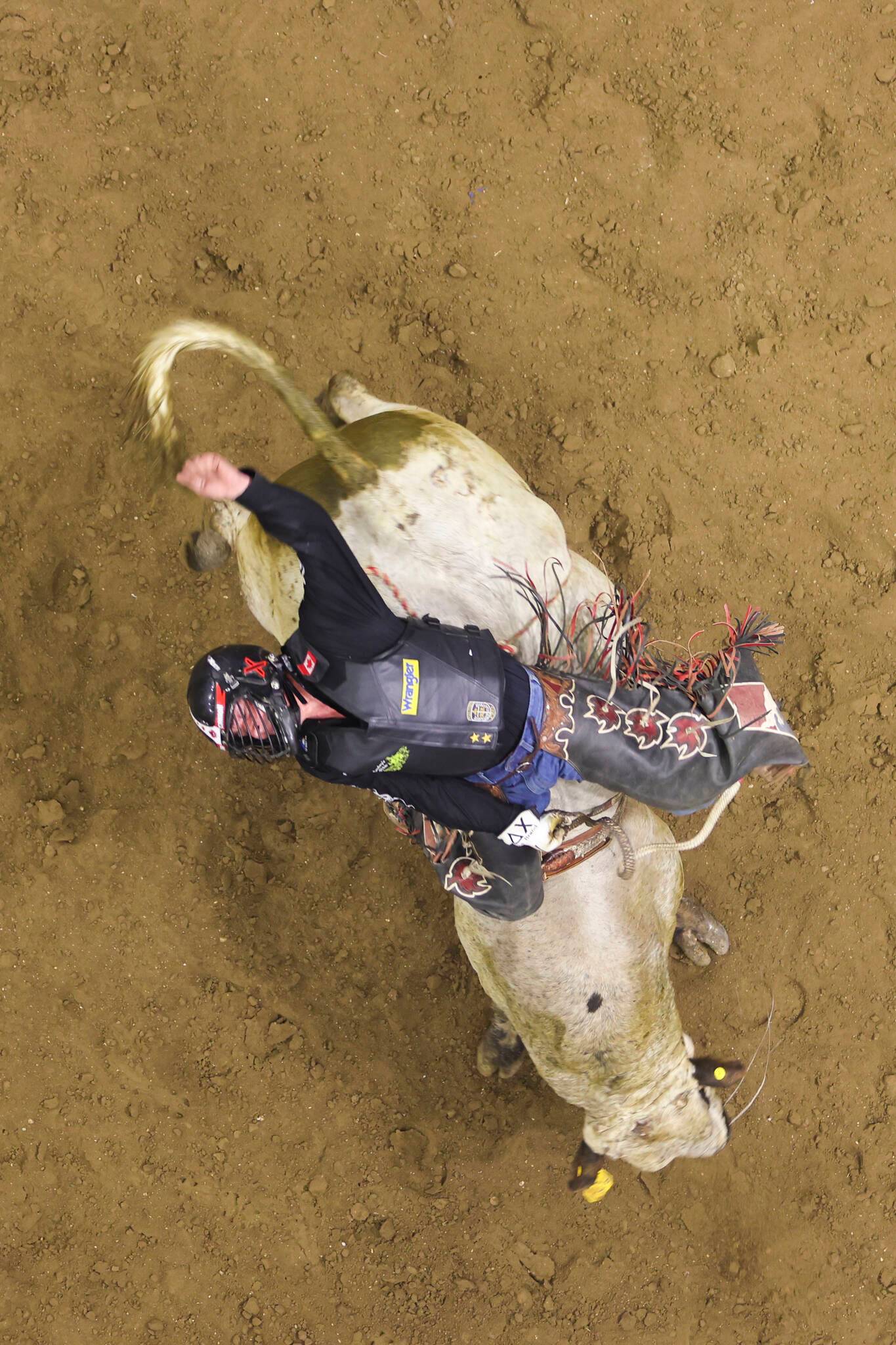 Lambert returns to where his love for bull riding began – Brandon Sun