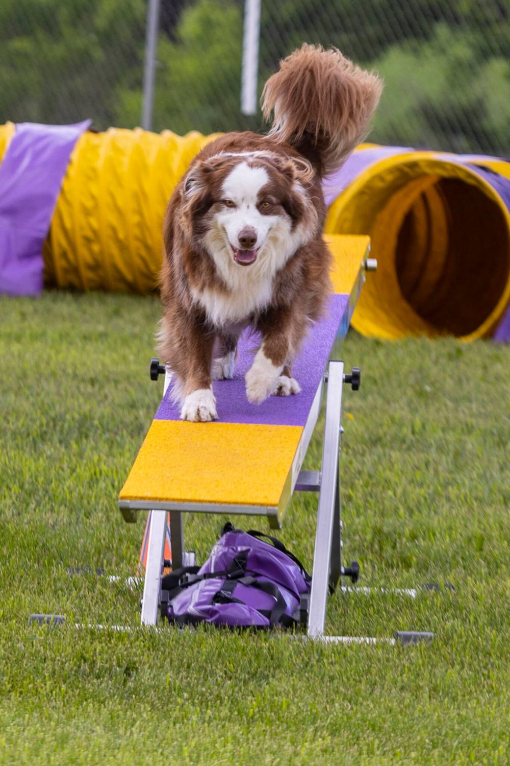 Chelsea Kemp/The Brandon Sun
Shannon Rhude’s dog Coping crosses the teeter during the Saskatchewan, Manitoba, Nunavut Regional Championship on Saturday.