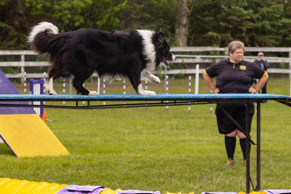Chelsea Kemp/The Brandon Sun
Wendy Robinson’s dog Johnny crosses the dog walk.