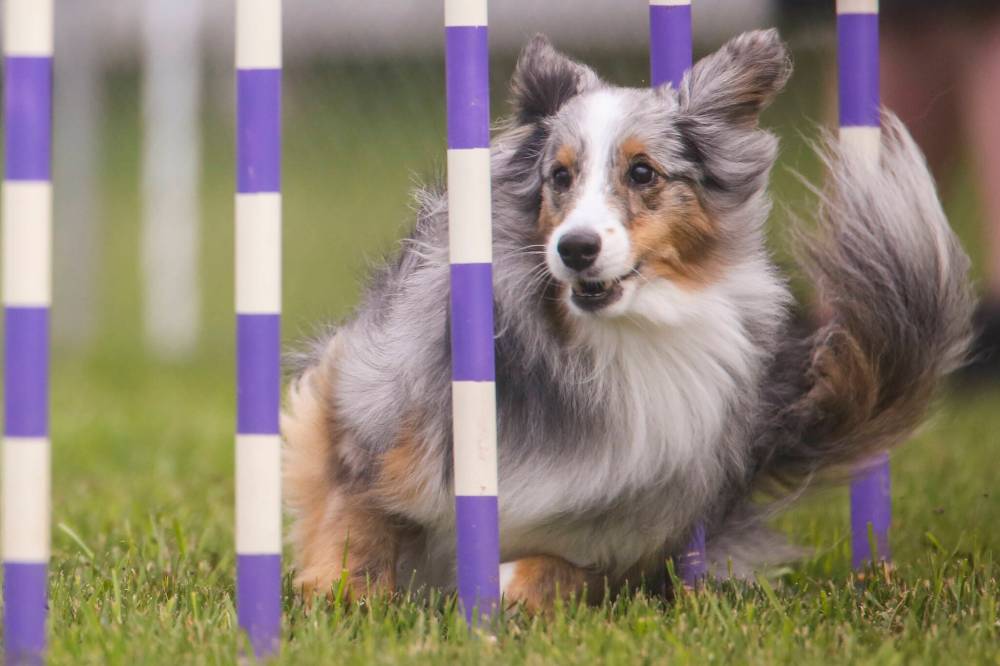 Chelsea Kemp/The Brandon Sun
Robin Scott’s dog Kenzie races through weave poles on Saturday.