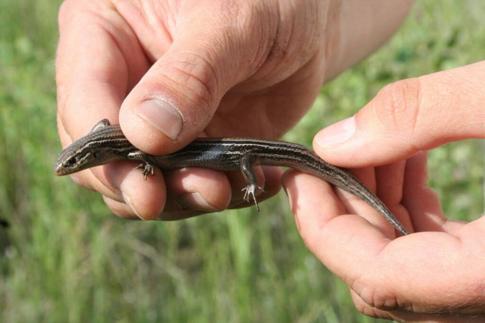 File
A female prairie skink, which are an endangered species, is examined by researchers after being found under an artificial covering at CFB Shilo.