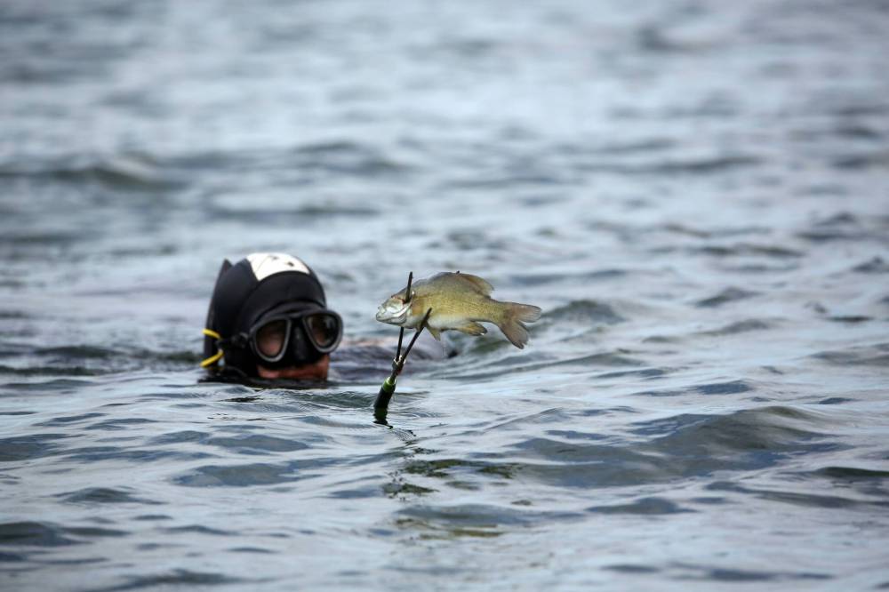 Matt Goerzen/The Brandon Sun
Parks Canada resource conservation officer Tim Town holds up a freshly caught smallmouth bass on the end of his tri-point spear while coming out of the waters of Clear Lake on Wednesday morning.