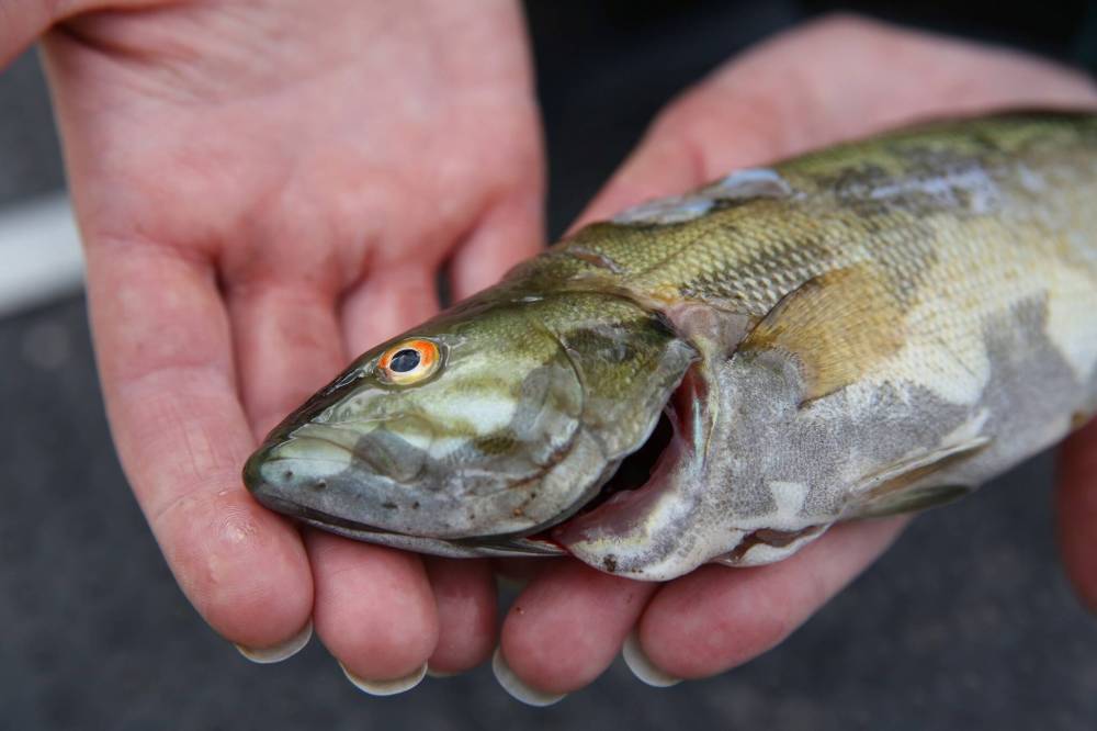 Matt Goerzen/The Brandon Sun
Parks Canada aquatic ecologist Michele Nicholson holds a small-mouthed bass that was caught in Clear Lake on Wednesday morning. The small-mouthed bass is an invasive species that is not native to Riding Mountain National Park, and is the subject of a brand new spearfishing and mitigation program meant to reduce its population at Clear Lake.