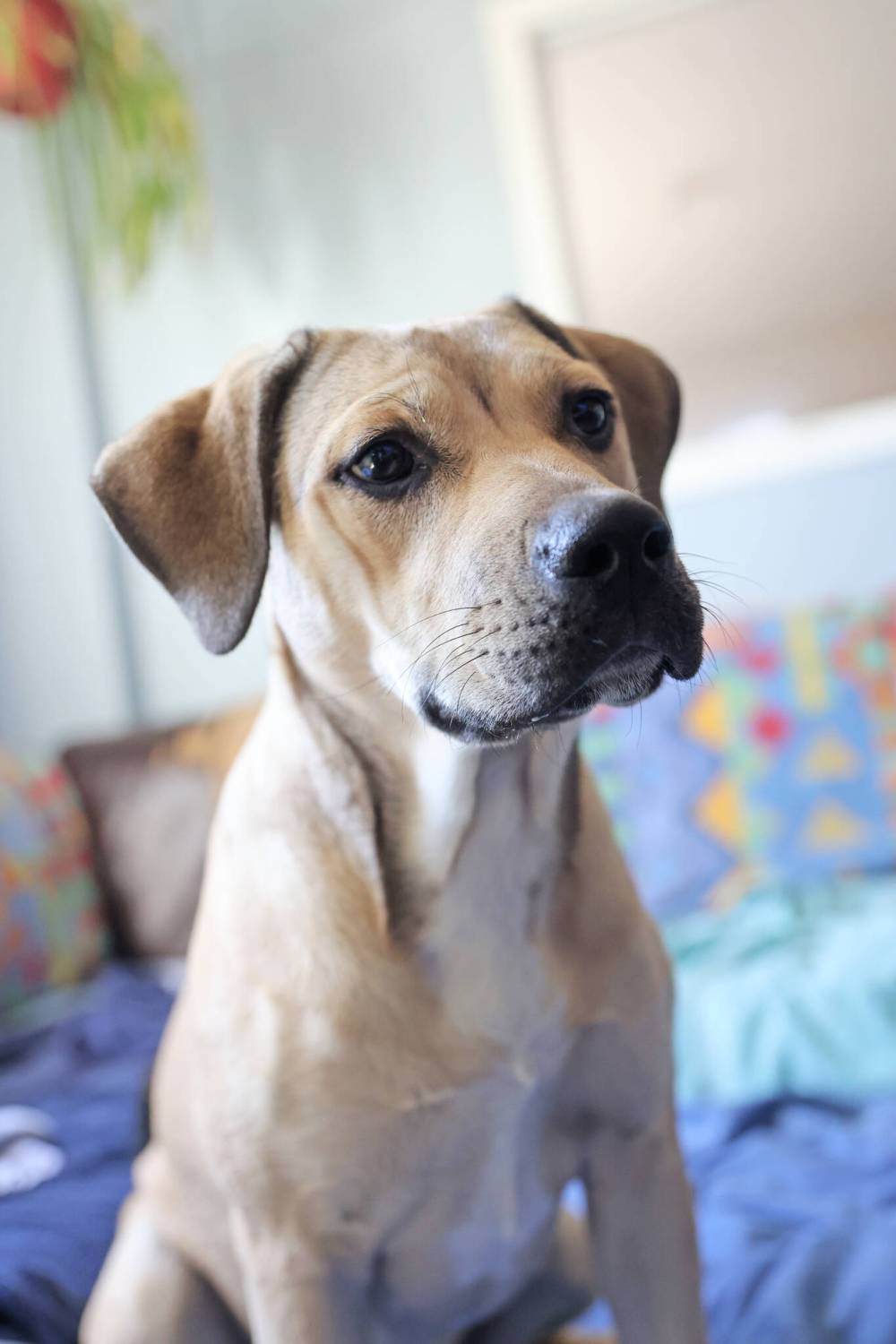 Zora is a six-month-old female mastiff cross, looking for a good home. (Matt Goerzen/The Brandon Sun)