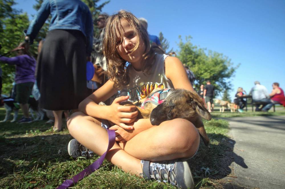 Bessie, a tuckered-out puppy who is up for adoption through the Brandon Humane Society, takes a nap in the arms of Natalie Cochrane. (Matt Goerzen/The Brandon Sun)
