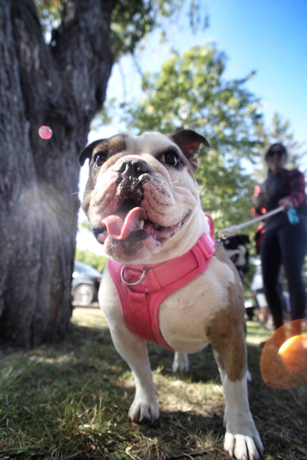Avalon, a one-and-a-half-year-old English bulldog, mugs for the camera while owner Caitlin holds him back on a leash. (Matt Goerzen/The Brandon Sun)