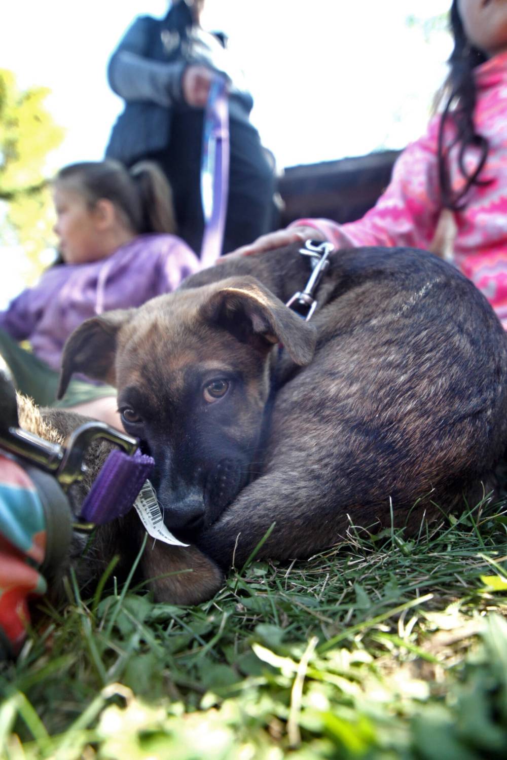 Sketcher, one of the puppies up for adoption at the Brandon Humane Society, takes a break in the shade. (Matt Goerzen/The Brandon Sun)