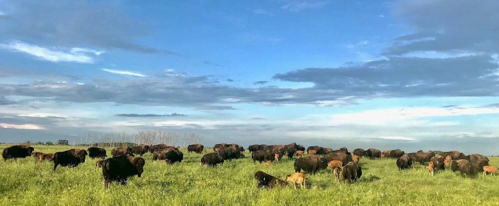 Bison, which roamed the Prairies before the late 1800s, provide many benefits to soil from manure and herd trampling. (Submitted photos)