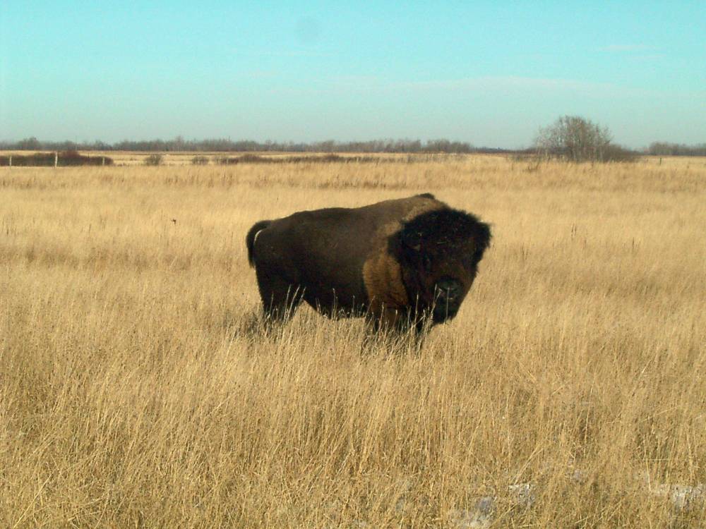 Brooks and Jen White, who own Borderland Agriculture near Pierson, converted 160 acres of cropland to a grazing system for their bison herd through a grant from the Manitoba Habitat Heritage Corporation.