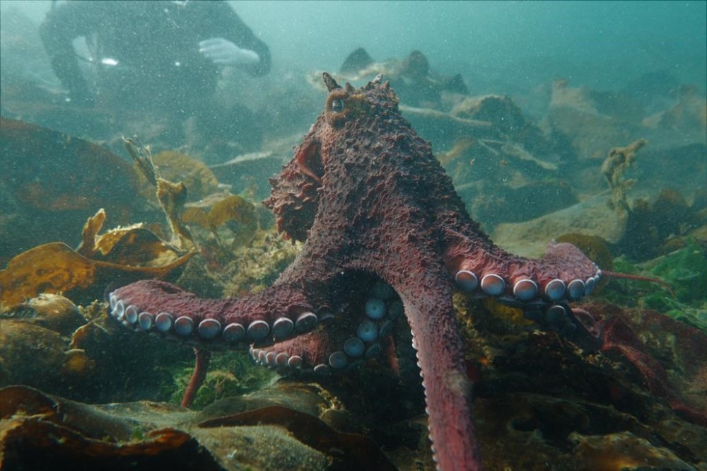 B.C. diver shakes a leg with giant Pacific octopus, in ‘mindblowing