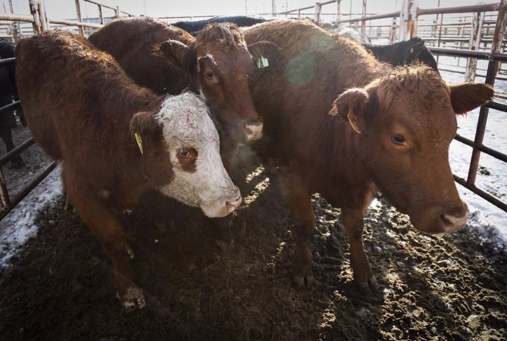 Cattle at the Strathmore Stockyards in Strathmore, Alta., Thursday, Jan. 14, 2016. Quebec's farmers union says it's hopeful a herd of runaway cattle that have been wreaking havoc in farmers' fields near a small town in the province's Mauricie region will be captured soon. THE CANADIAN PRESS/Jeff McIntosh