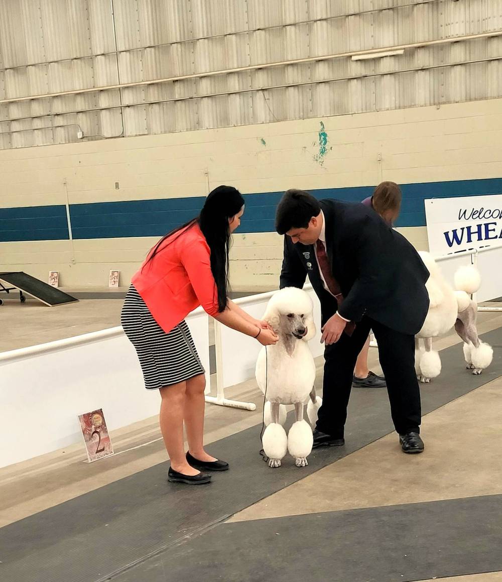 Passion, professionalism on display at dog show Brandon Sun