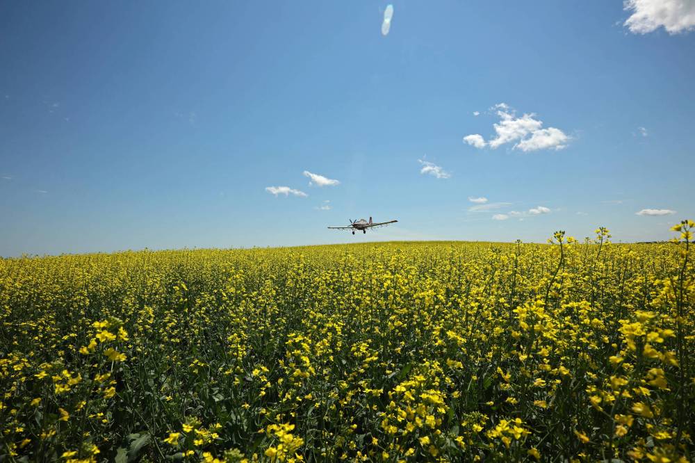 John Lepp, owner of Rivers Air Spray, applies fungicide to a canola crop west of Rivers from his Air Tractor AT-802F on a hot July day.