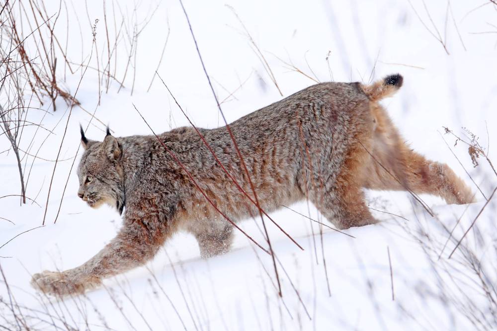 A lynx walks through deep snow in a clearing along Swanson Creek in Riding Mountain National Park on a cold February day. Lynx are built for tough winters with large paws to help keep them above the snow. Their populations rise and fall with that of snowshoe hares, an important food source for lynx.