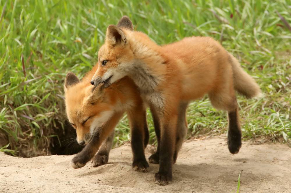 A red fox kit gives its sibling a playful bite while playing outside their den bordering Highway 10 south of Brandon on a warm June afternoon.