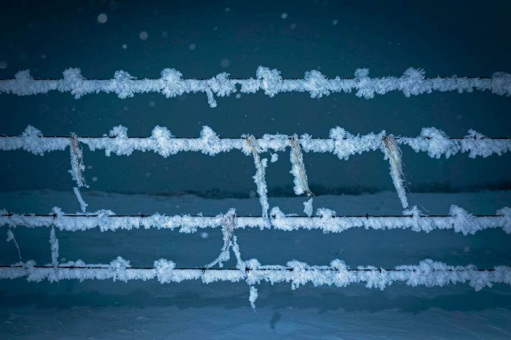 Frost and snow cling to strands of horse hair caught in the barbs along a barbed wire fence south of Polonia on a mild December day.