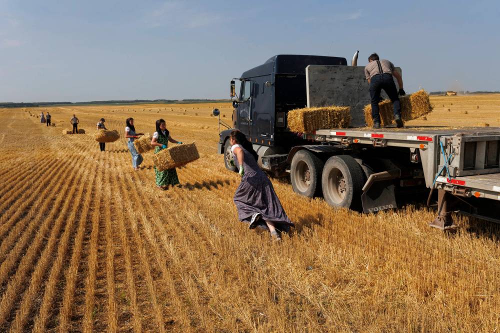 Young people from Deerboine Colony work together to load straw bales onto a flatbed after the left over wheat stalks were baled on a hot August afternoon.