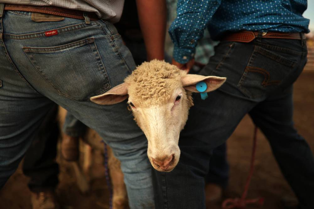 A sheep is prepared for a rider in the mutton busting event at the Manitoba Threshermen's Reunion and Stampede in July.