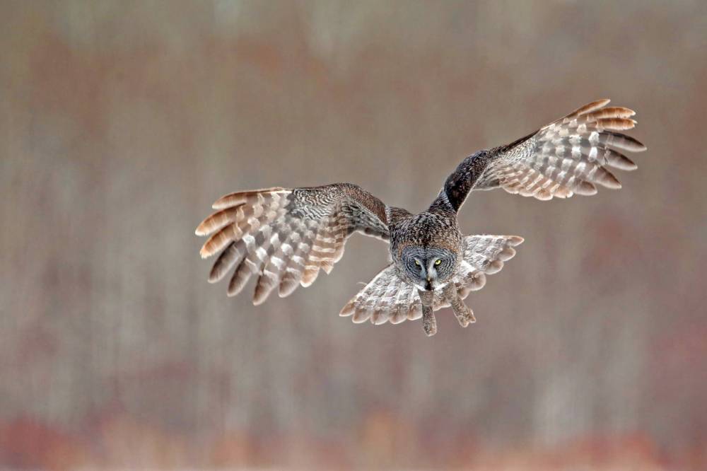 A great grey owl hunts for prey under deep snow north of Erickson along Highway 10 on a late February day.