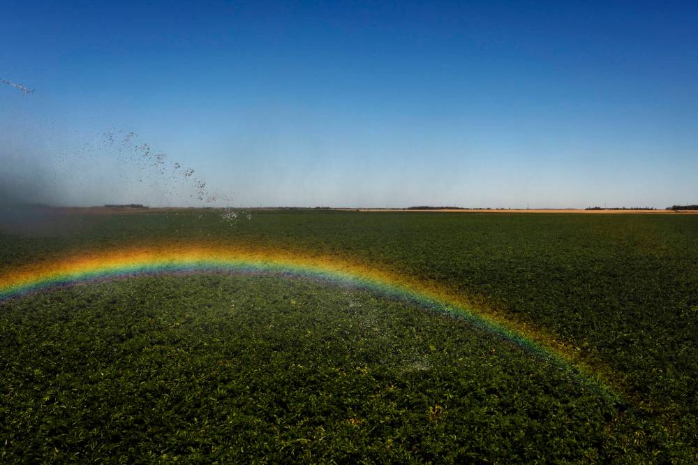 Light reflecting off spray from an irrigation pivot near Carberry creates a colourful rainbow over a potato crop on a late August morning.