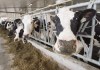 Dairy cows are seen at a farm, Friday, August 31, 2018 in Sainte-Marie-Madelaine, Que. A pair of senior U.S. senators are urging the Biden administration to get tough with Canada for “flouting” obligations to its North American trade partners. THE CANADIAN PRESS/Ryan Remiorz