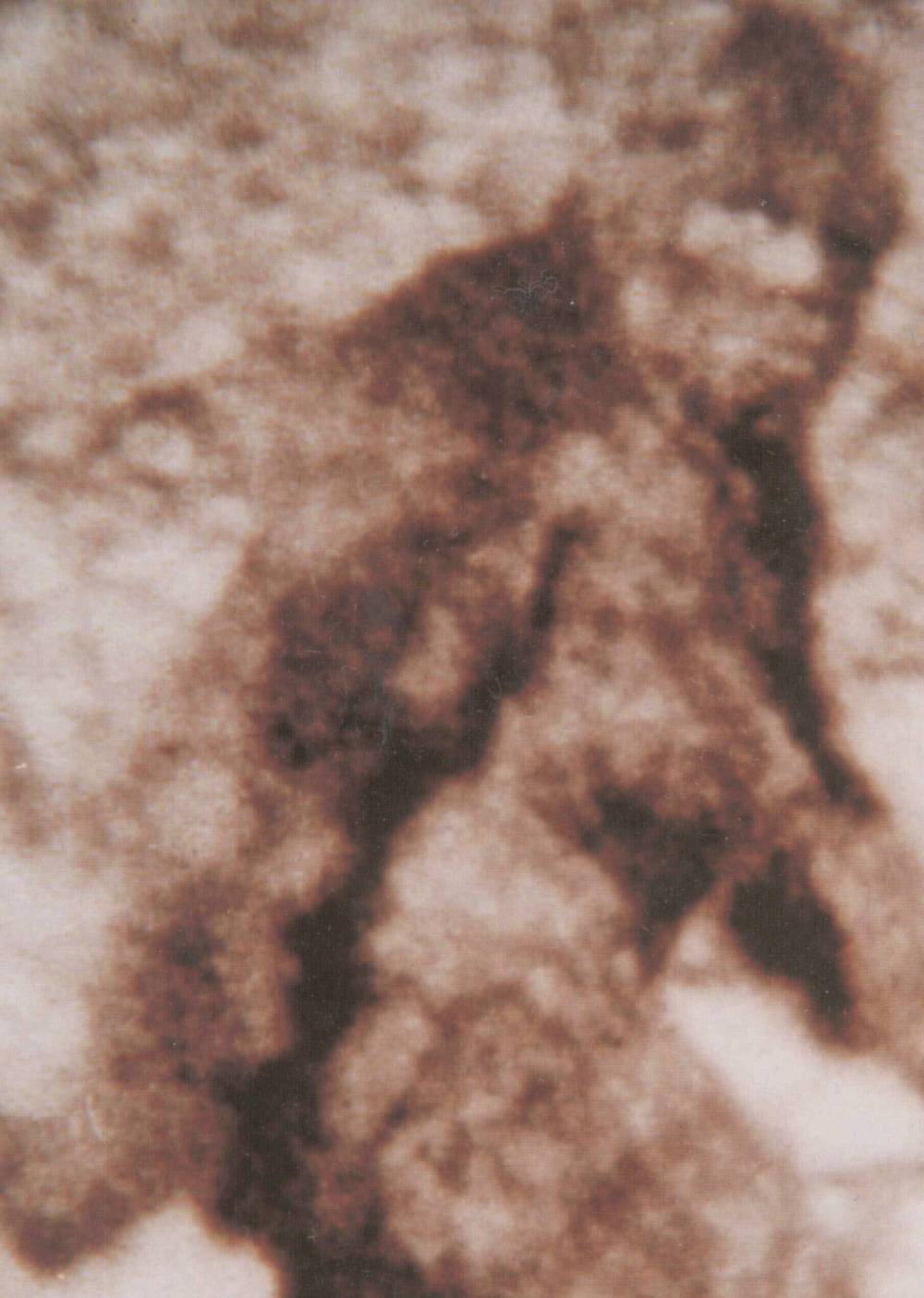 Southwestern Manitoba is no stranger to accounts of the notoriously secretive Bigfoot, who is usually described as a large, muscular, bipedal creature covered in black, dark brown or dark red fur, standing as tall as 4.6 metres. This 1967 frame from a film on sasquatch was later debunked. (File)
