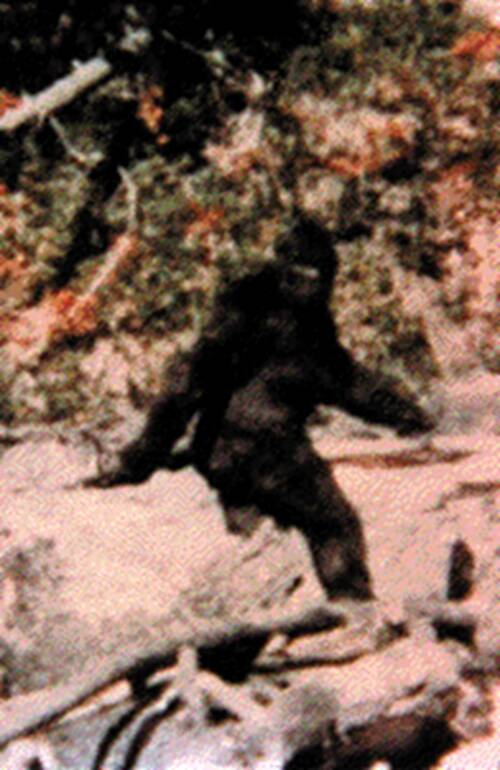 Southwestern Manitoba is no stranger to accounts of the notoriously secretive Bigfoot, who is usually described as a large, muscular, bipedal creature covered in black, dark brown or dark red fur, standing as tall as 4.6 metres. This 1967 frame from a film on sasquatch was later debunked. (File)