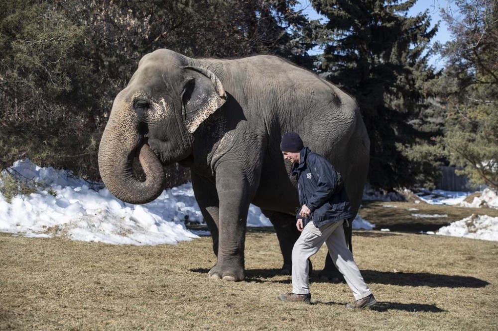 Zoo attendant Paul Williams walks with Lucy the elephant at the Edmonton Valley Zoo, in Edmonton on Tuesday, March 21, 2023. THE CANADIAN PRESS/Jason Franson