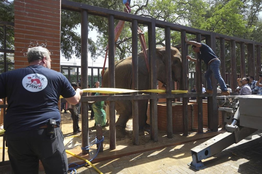 Veterinarians from the global animal welfare group, Four Paws, conduct a medical check-up of an elephant named