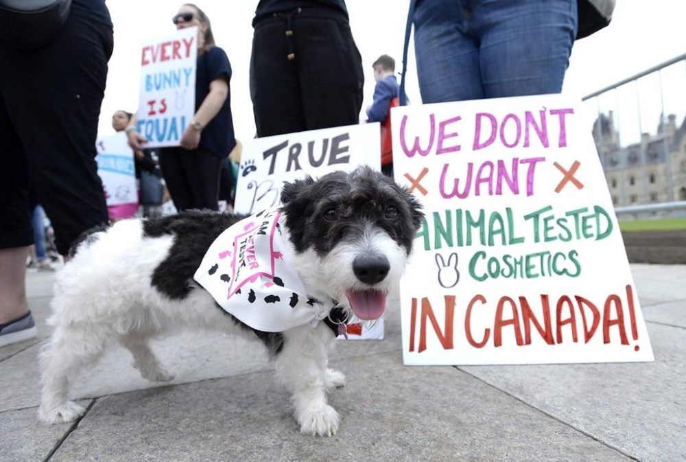 Canada bans testing of cosmetics on animals, in line with dozens of other countries Brandon Sun