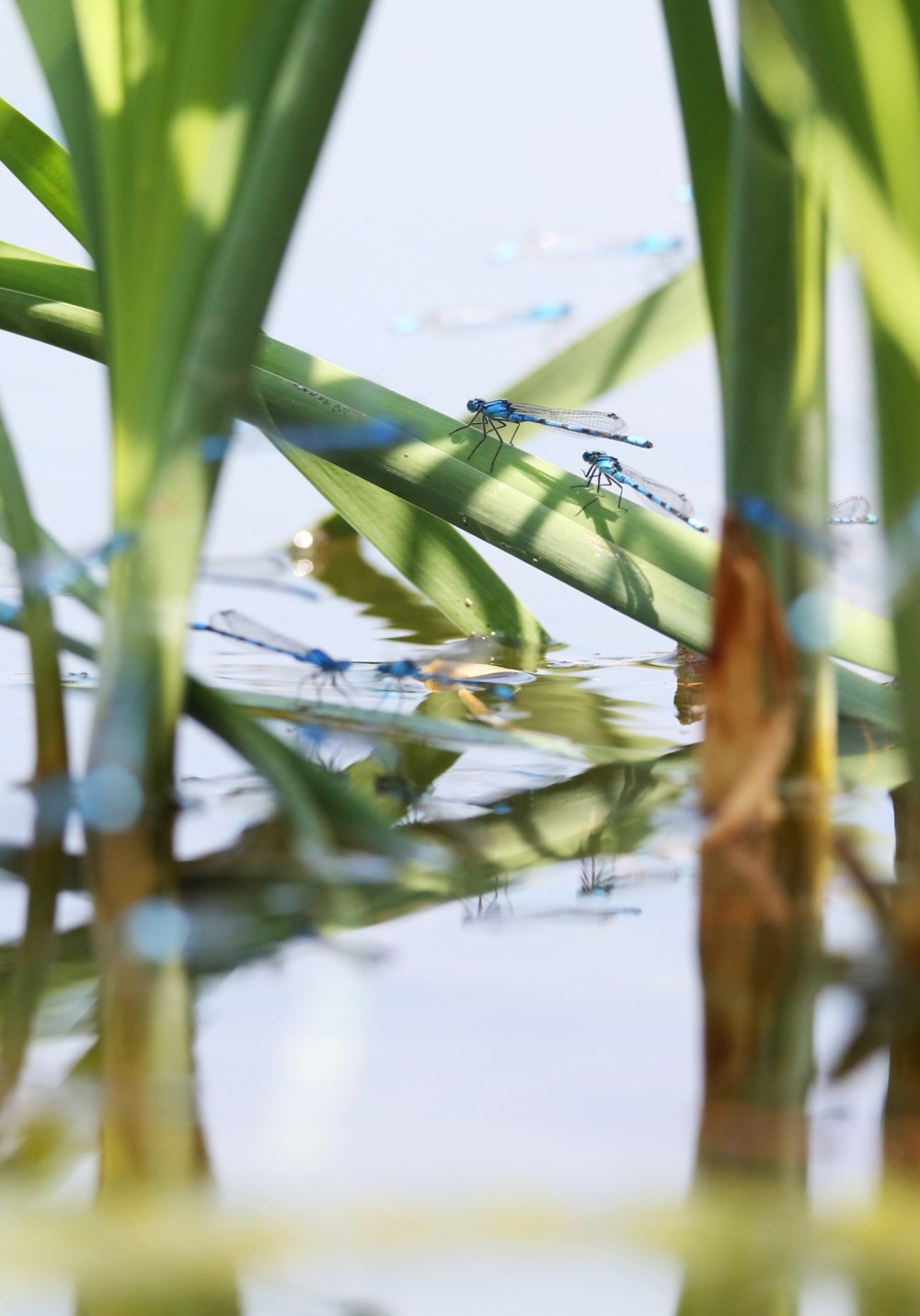 Marsh Bluets abundant at Lake Clementi Brandon Sun