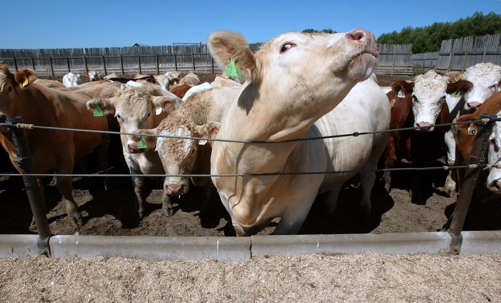 Under the provincial and federal Sustainable Canadian Agriculture Partnership (SCAP), the province and the federal government are investing $2 million to enhance the capacity of rural veterinary services districts throughout Manitoba. Each district will be eligible to receive up to $75,000 toward the purchase of large-animal veterinary equipment, used on animals such as cows, bulls and calves. (File)