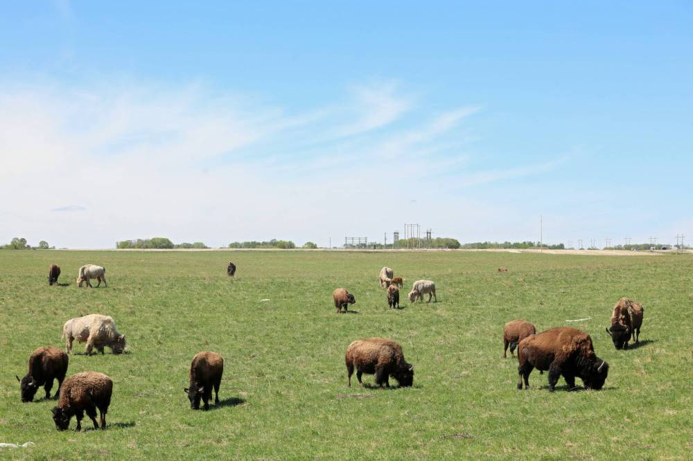 Sioux Valley Dakota Nation;s bison herd graze on a sunny pasture. (File)