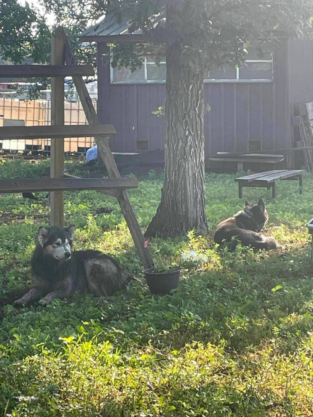 Dogs kill 14 birds, rabbit at sanctuary Brandon Sun