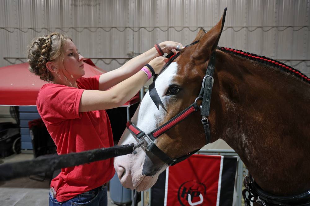 Behind the scenes at the 2023 Worlds Clydesdale Show Brandon Sun