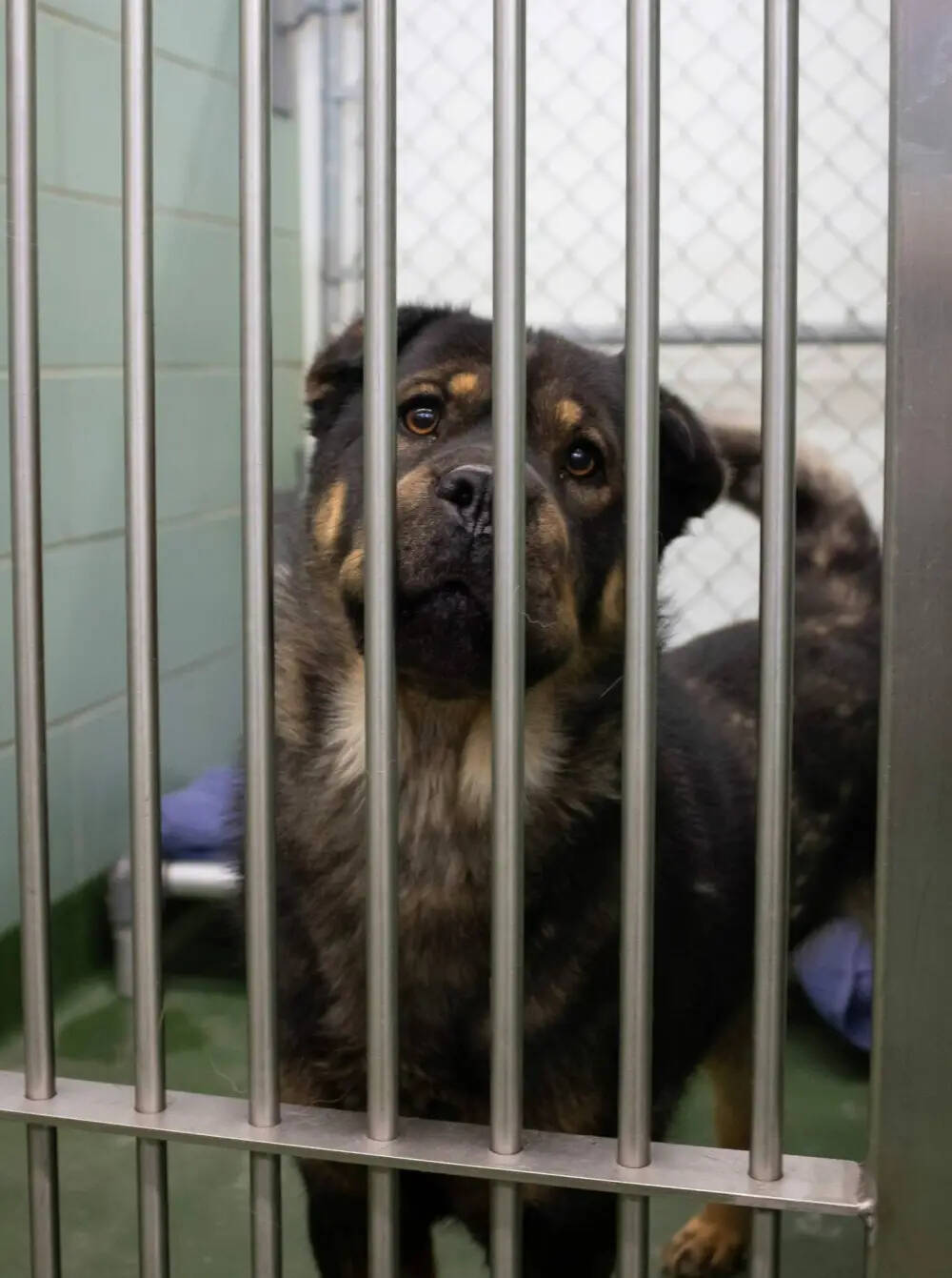 Provinces Shelters packed with pets Brandon Sun