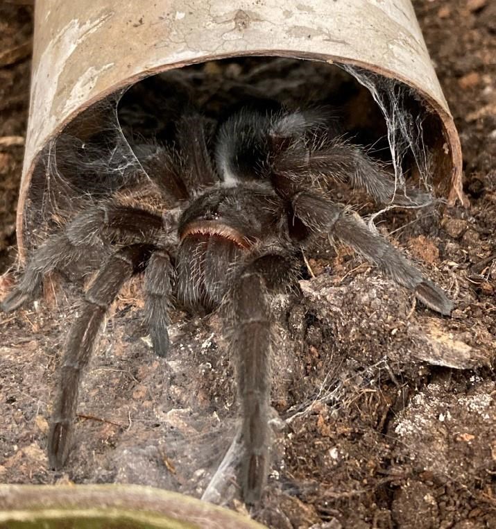 A tarantula is shown in a Canada Border Services Agency handout photo. The agency says officers discovered two live tarantulas hidden inside plastic containers at the Edmonton International Airport earlier this year. THE CANADIAN PRESS/HO-Canada Border Services Agency **MANDATORY CREDIT**