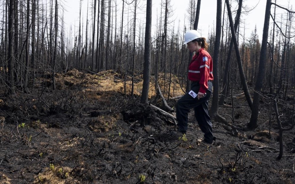 Climate change has made summers like the kind that led to Quebec's disastrous wildfire season at least seven times more likely to happen again, says a new scientific analysis. Society of Protection of Forests from Fire prevention agent Melanie Morin walks through an area of burned forest in the area surrounding Lebel-sur-Quevillon, Que., on Wednesday, July 5, 2023. THE CANADIAN PRESS/Adrian Wyld