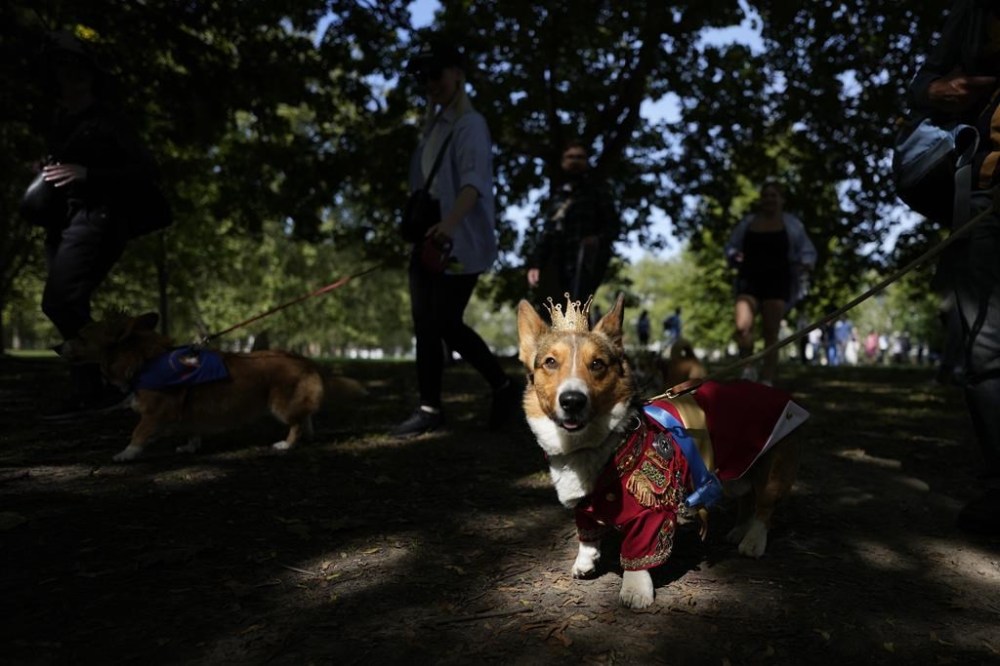 Ruffus a Cardiganshire Corgi takes part in a parade of corgi dogs in memory of the late Queen Elizabeth II, near Buckingham Palace in London, Sunday, Sept. 3, 2023. Royal fans and their pet corgis have gathered outside Buckingham Palace to remember Queen Elizabeth II a year on since the late monarch's death. Around 20 corgi enthusiasts dressed up their pets in crowns, tiaras and royal outfits and paraded them outside the palace in central London Sunday to pay tribute to Elizabeth, a well-known lover of the dog breed. (AP Photo/Alastair Grant)