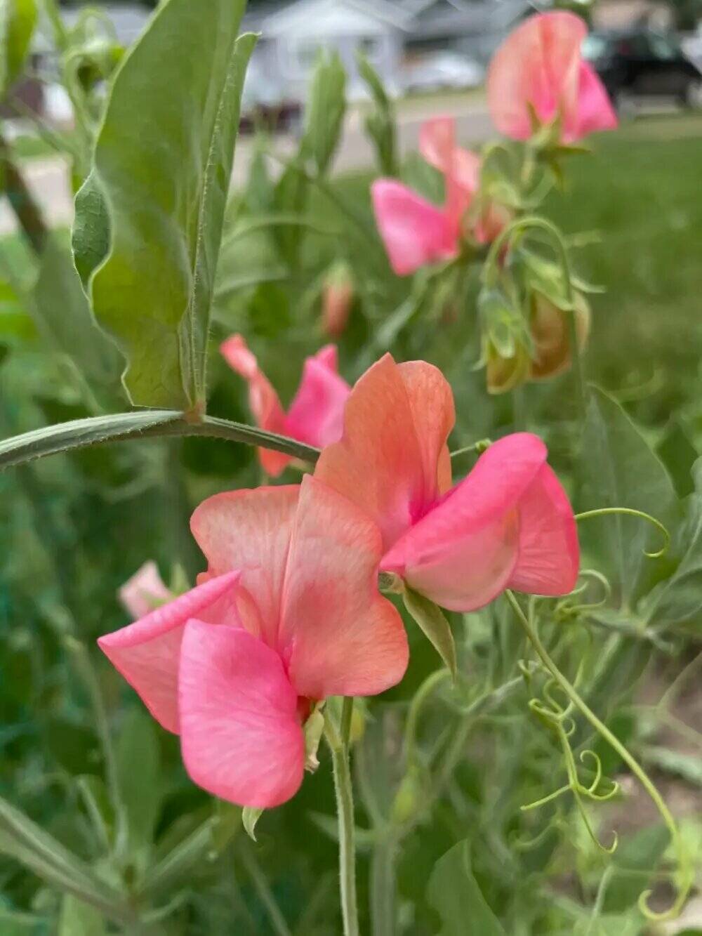Miss Willmott sweet pea is a fragrant heirloom that was first introduced in 1901. (Photo by Leslie Halsall)