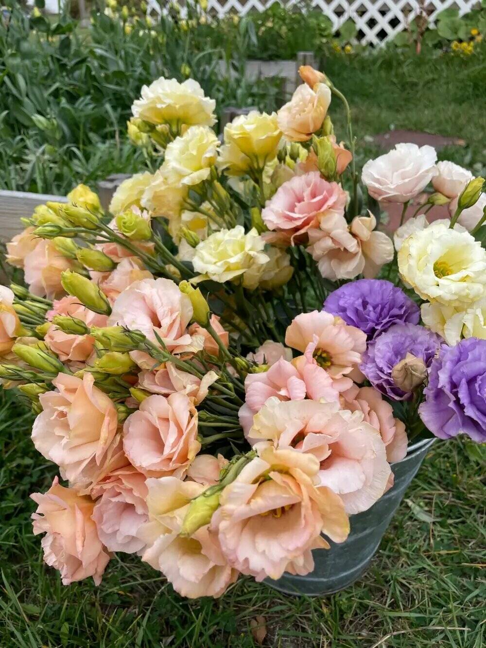 A luxurious bouquet of Lisianthus: Arena Apricot in foreground with Arena Gold and Corelli Lavender. Start Lisianthus seed in December. (Photo by Leslie Halsall)