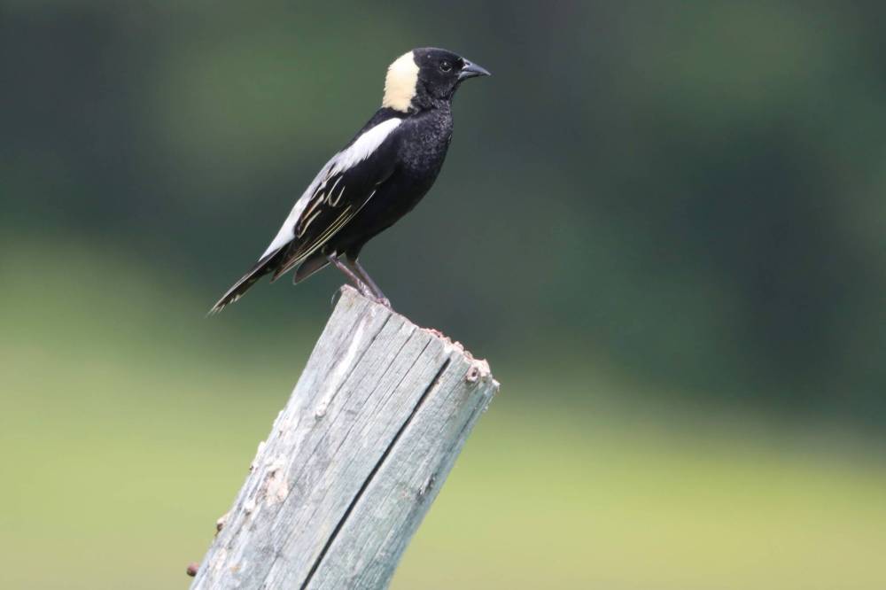 A bobolink sits atop a fencepost northwest of Alexander, Manitoba. Bobolinks winter in South America and return to North America to breed in the summer. They are considered a threatened species in Canada due to habitat loss and other factors. (File)