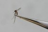 A Culex tarsalis mosquito is shown at the Salt Lake City Mosquito Abatement District on Monday, Aug. 28, 2023, in Salt Lake City. Scientists say Canadians need to have a serious talk about the emerging technique of controlling insect pests through genetic modification. THE CANADIAN PRESS/AP, Rick Bowmer