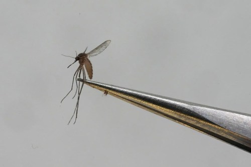 A Culex tarsalis mosquito is shown at the Salt Lake City Mosquito Abatement District on Monday, Aug. 28, 2023, in Salt Lake City. Scientists say Canadians need to have a serious talk about the emerging technique of controlling insect pests through genetic modification. THE CANADIAN PRESS/AP, Rick Bowmer