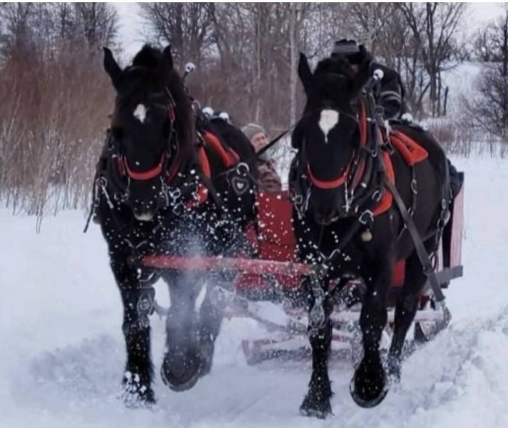 Trickle Creek Sleighrides’ horses draw in locals and visitors alike, carving a niche for the business as a quintessential winter delight. SUBMITTED