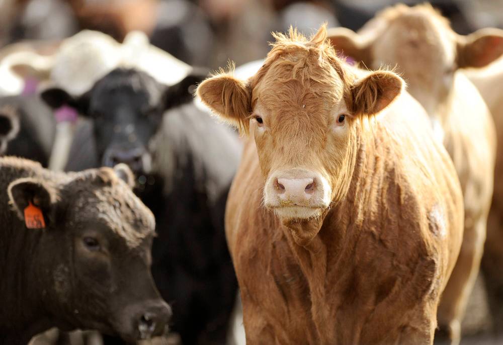 The Canadian Roundtable for Sustainable Beef released its second National Beef Sustainability Assessment and Strategy report on Jan. 15. (File)