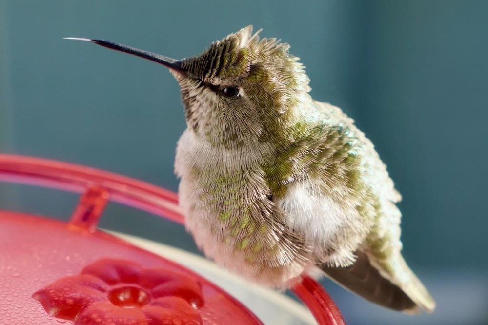 B.C. animal rescue group receives dozens of hummingbirds over cold ...
